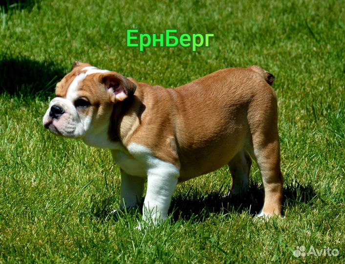 Английский бульдог