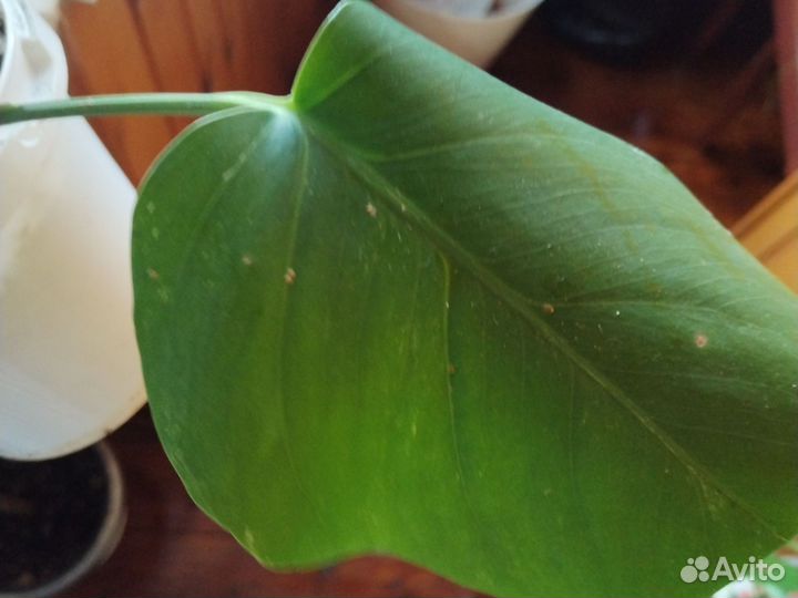 Комнатные цветы манстера