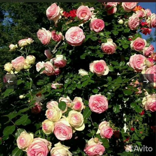 Крымска роза