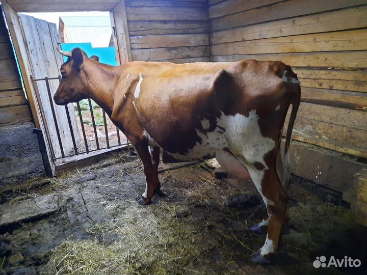 Корова краснопестрая