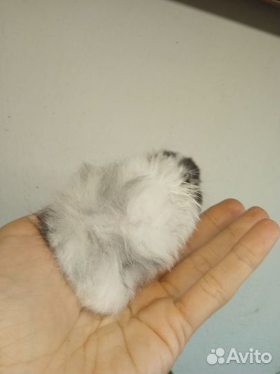 Хомяки ангорские длинношерстные