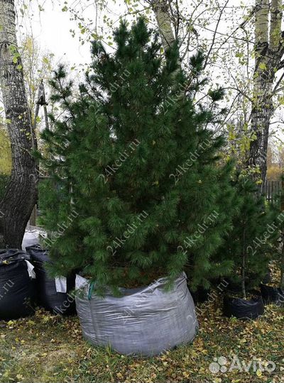 Дерево кедра