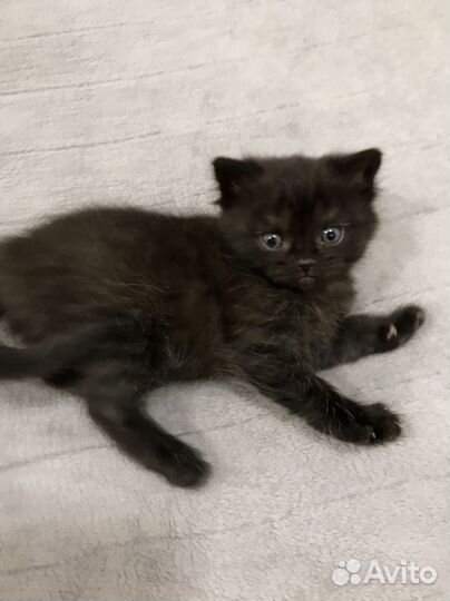 Отдаем котят