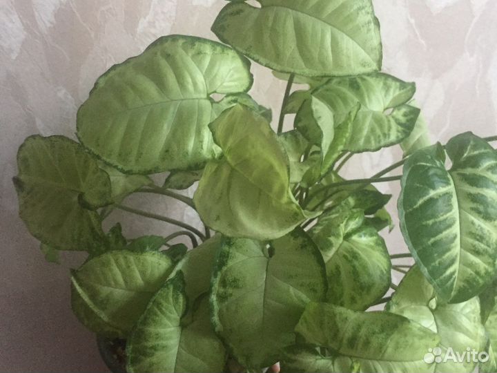 Сингониум White Butterfly