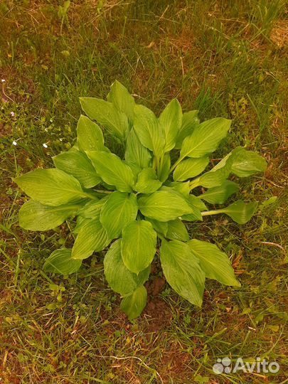 Хоста растение