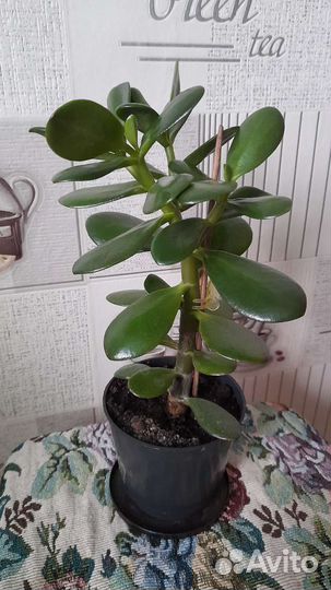 Комнатные растения