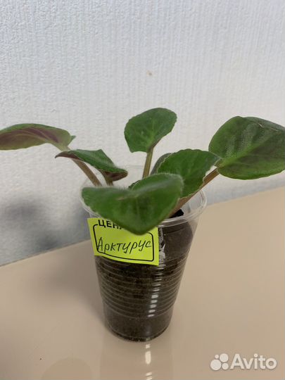 Детки фиалки Arcturus