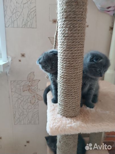 Шотландские котятки