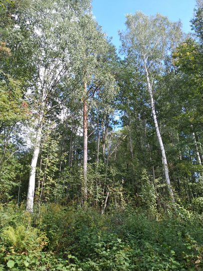 Участок 24,5 сот. (ИЖС)