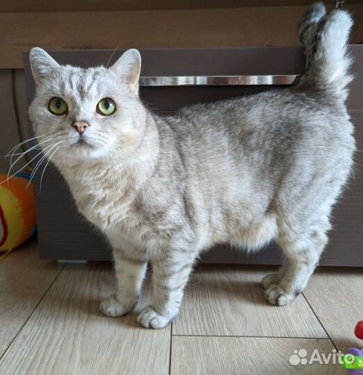 Шотландский кот