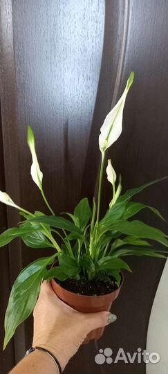 Спатифиллум в продаже