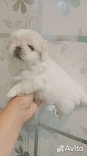 Эксклюзивные щенки