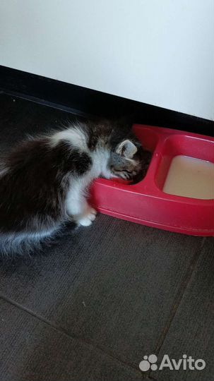 Отдам котенка в добрый руки