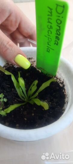 Венерина мухоловка Dionaea muscipula