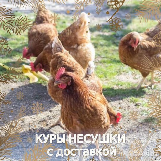 Куры фермерские