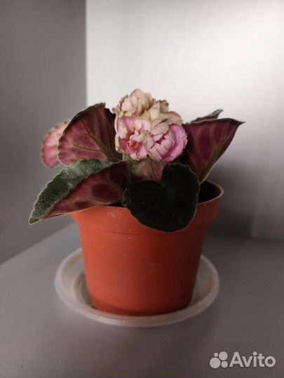 Фиалка, суккуленты, цветы