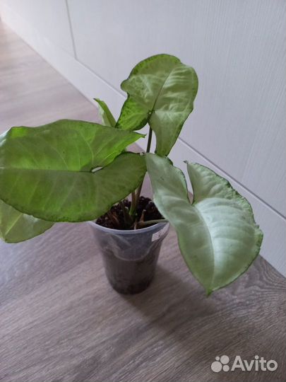 Сингониум, Монстера