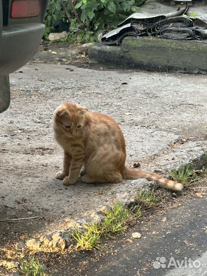 Вислоухие котята в добрые руки