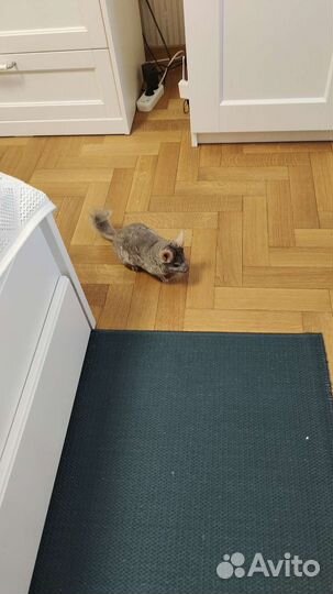 Шиншилла