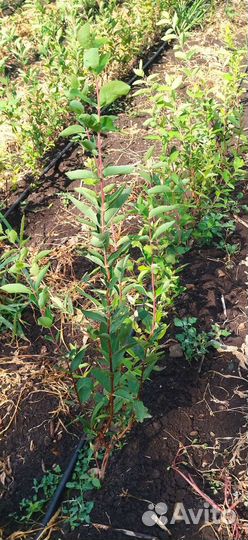 Саженцы плодовых деревьев, ягодных кустарников