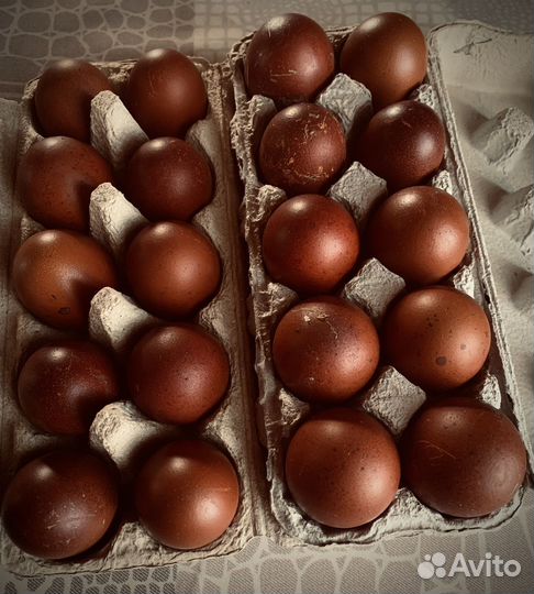 Маран черно медный ия,цыплята