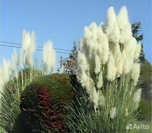 Помпасная трава саженцы