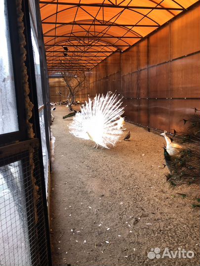 Яйца павлина и фазанов