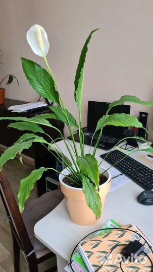 Комнатные цветы