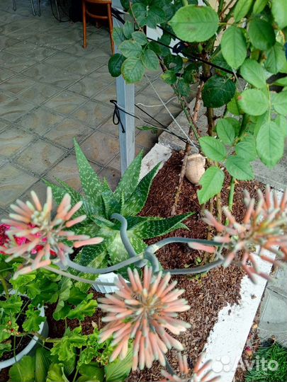 Агава из Туниса