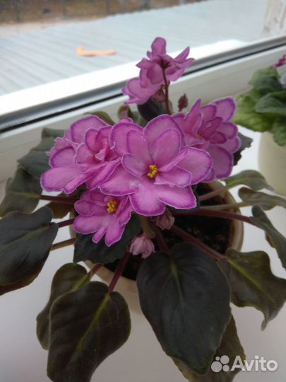 Продам фиалки