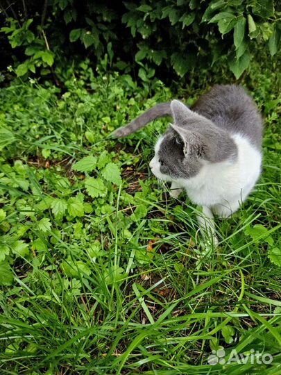 Котик в добрые руки