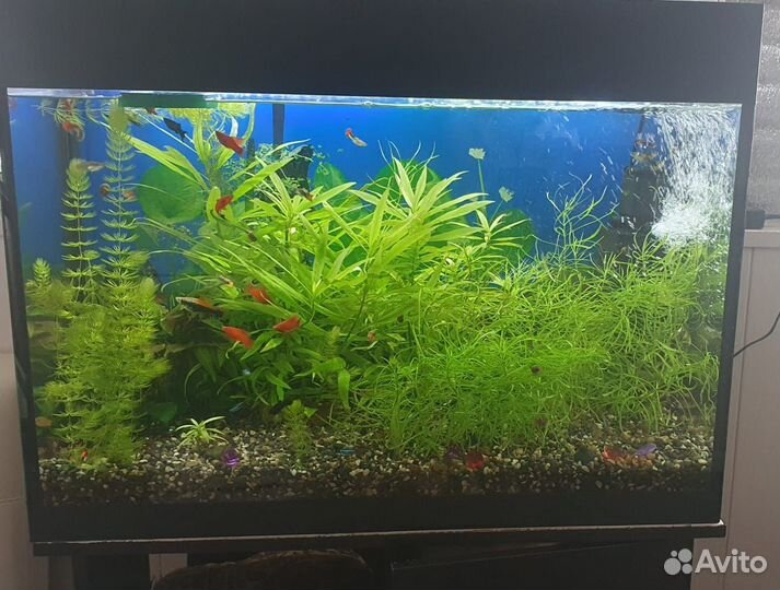 Водоросли для аквариума