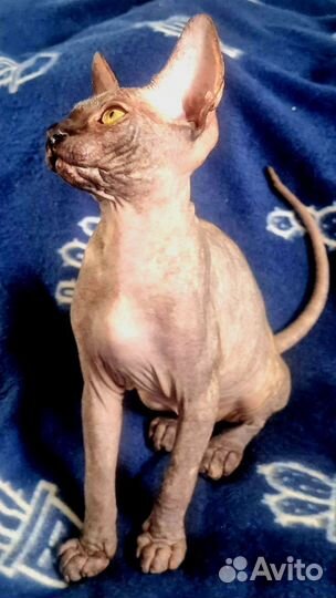 Канадский сфинкс котенок девочка