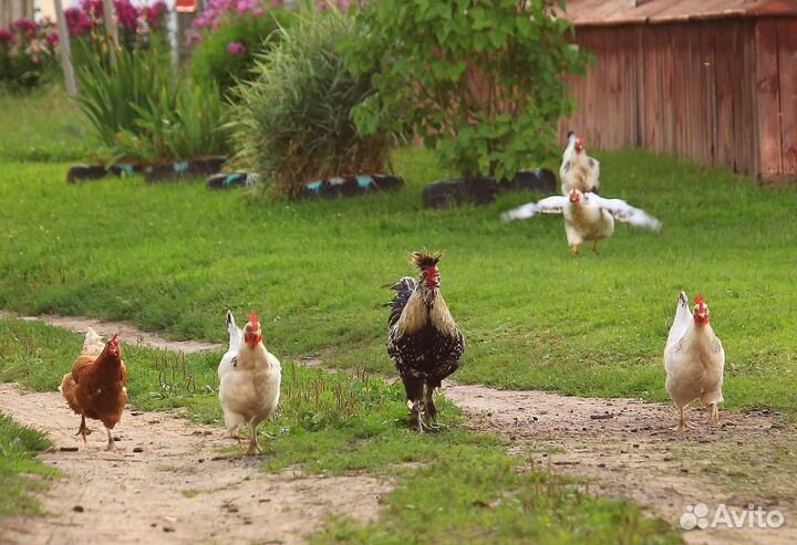 Домашние куриные яйца