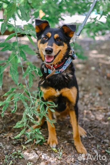 Собака-мечта из приюта