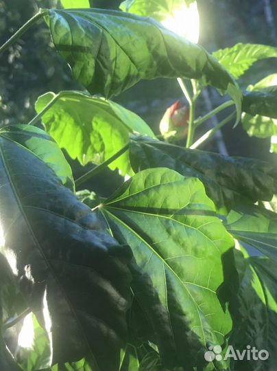 Китайская роза