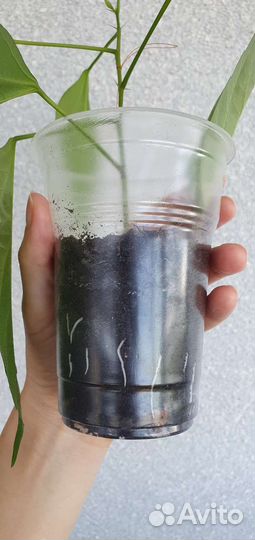 Гибискус сортовый