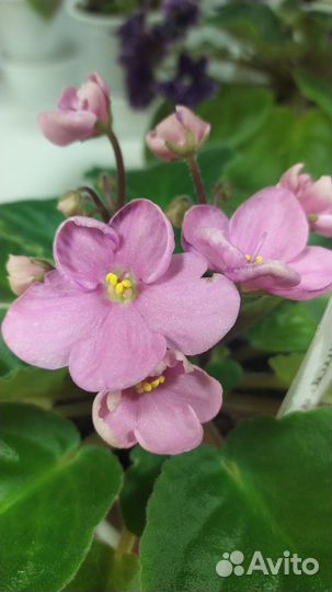 Финик, филодендрон вьющийся, шефлера, драцена