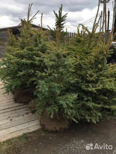 Голубая елка