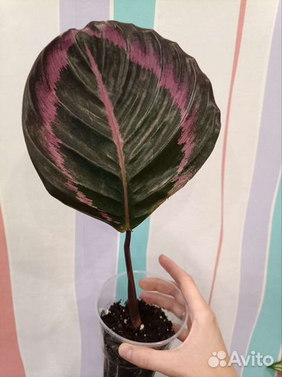 Калатея Сюрпрайз Стар