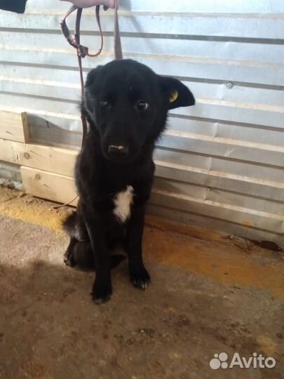 Девочка, стерильная, 9 мес