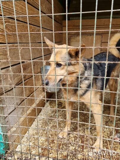 Добродушная собачка Айка ищет дом