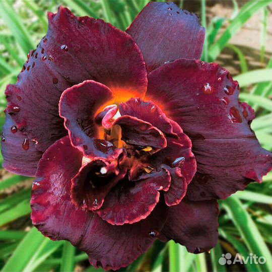 Набор лилейников 