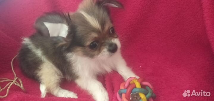 Чихуахуа мини