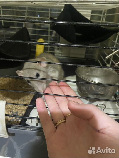 Крыса домашняя с клеткой