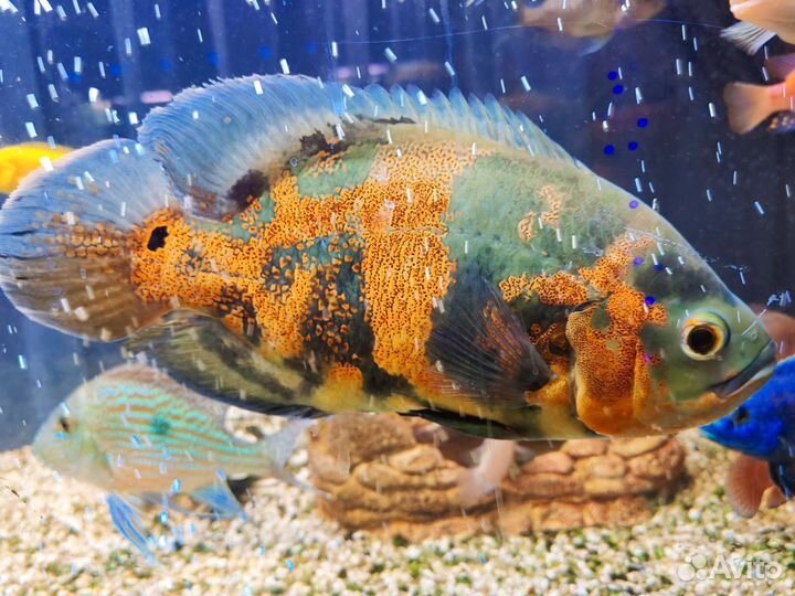 Астронотусы пара тигровые