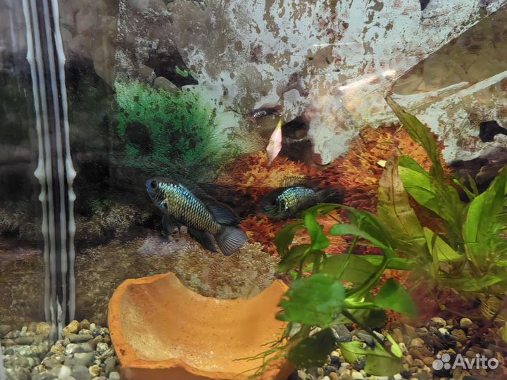 Аквариум с рыбками 50 л