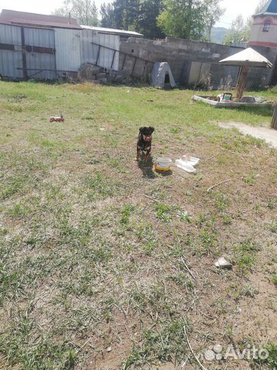 Собака в добрые руки маленькая порода