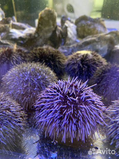 Морской Ёж, Морские Ежи Мурманск