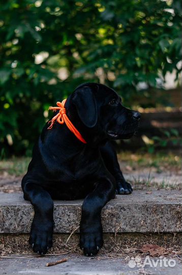 Собаки щенки